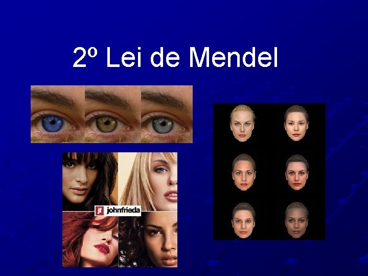 2º Lei de Mendel 