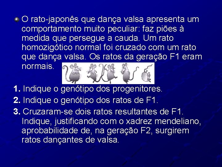O rato-japonês que dança valsa apresenta um comportamento muito peculiar: faz piões à medida