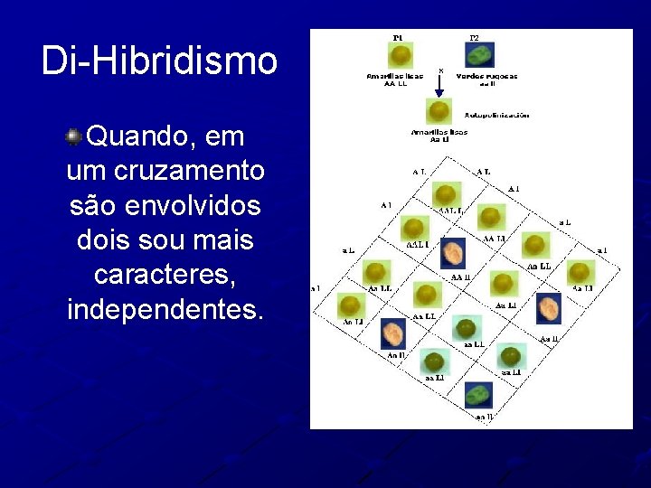 Di-Hibridismo Quando, em um cruzamento são envolvidos dois sou mais caracteres, independentes. 