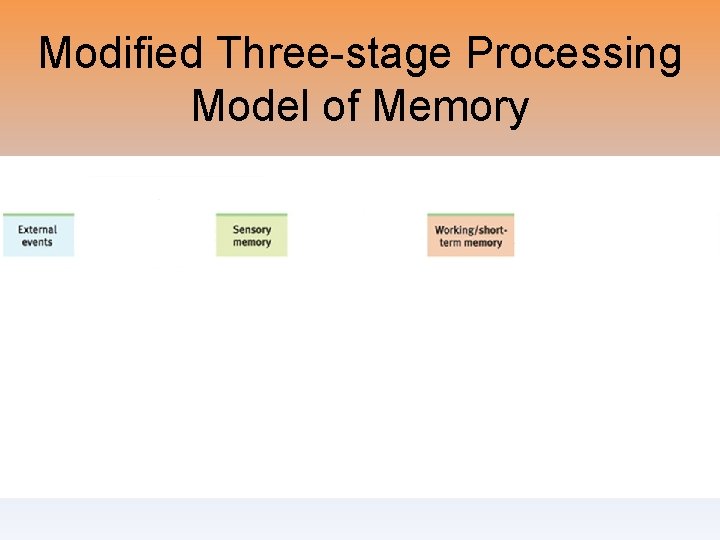 Modified Three-stage Processing Model of Memory 