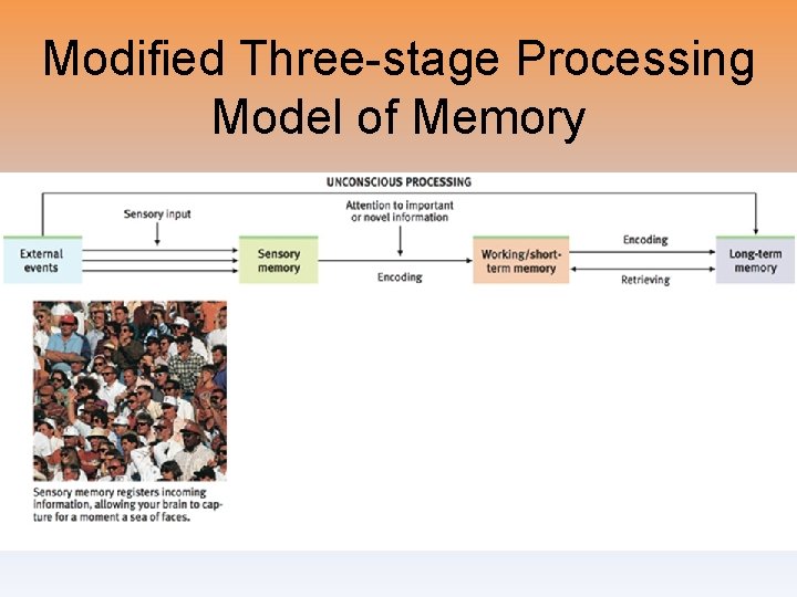 Modified Three-stage Processing Model of Memory 