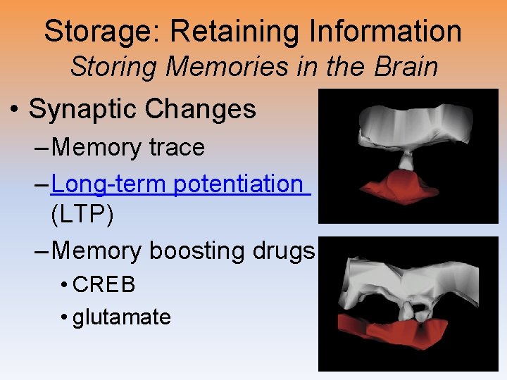 Storage: Retaining Information Storing Memories in the Brain • Synaptic Changes – Memory trace