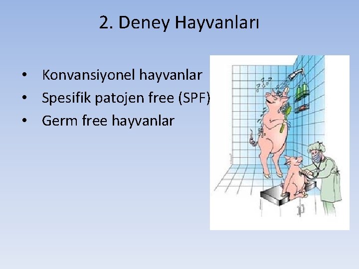 2. Deney Hayvanları • Konvansiyonel hayvanlar • Spesifik patojen free (SPF) hayvanlar • Germ