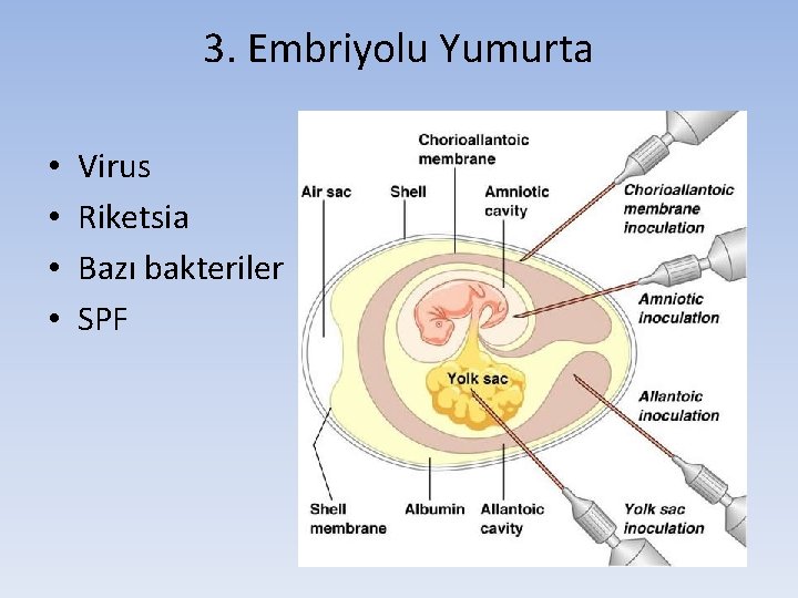 3. Embriyolu Yumurta • • Virus Riketsia Bazı bakteriler SPF 