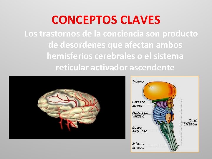 CONCEPTOS CLAVES Los trastornos de la conciencia son producto de desordenes que afectan ambos