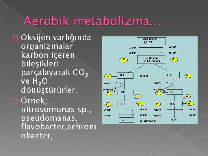 Aerobik metabolizma… Oksijen varlığında organizmalar karbon içeren bileşikleri parçalayarak CO 2 ve H 2