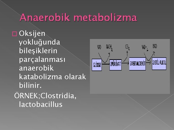 Anaerobik metabolizma � Oksijen yokluğunda bileşiklerin parçalanması anaerobik katabolizma olarak bilinir. ÖRNEK; Clostridia, lactobacillus Anaerobik metabolizma � Oksijen yokluğunda bileşiklerin parçalanması anaerobik katabolizma olarak bilinir. ÖRNEK; Clostridia, lactobacillus