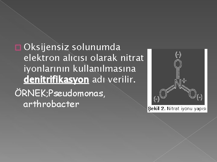 � Oksijensiz solunumda elektron alıcısı olarak nitrat iyonlarının kullanılmasına denitrifikasyon adı verilir. ÖRNEK; Pseudomonas, � Oksijensiz solunumda elektron alıcısı olarak nitrat iyonlarının kullanılmasına denitrifikasyon adı verilir. ÖRNEK; Pseudomonas,