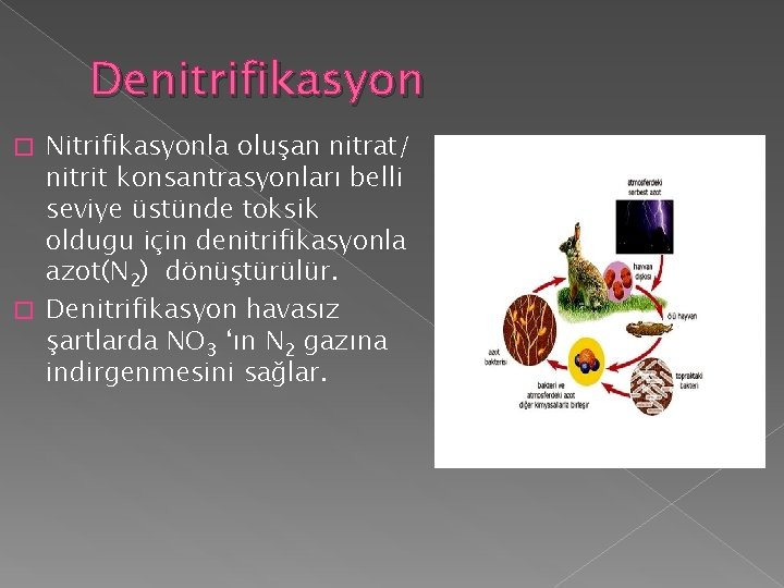 Denitrifikasyon Nitrifikasyonla oluşan nitrat/ nitrit konsantrasyonları belli seviye üstünde toksik oldugu için denitrifikasyonla azot(N