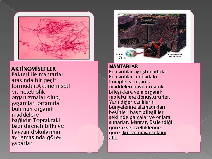 AKTİNOMİSETLER Bakteri ile mantarlar arasında bir geçit formudur. Aktinomisetl er, hetetrofik organizmalar olup, yaşamları