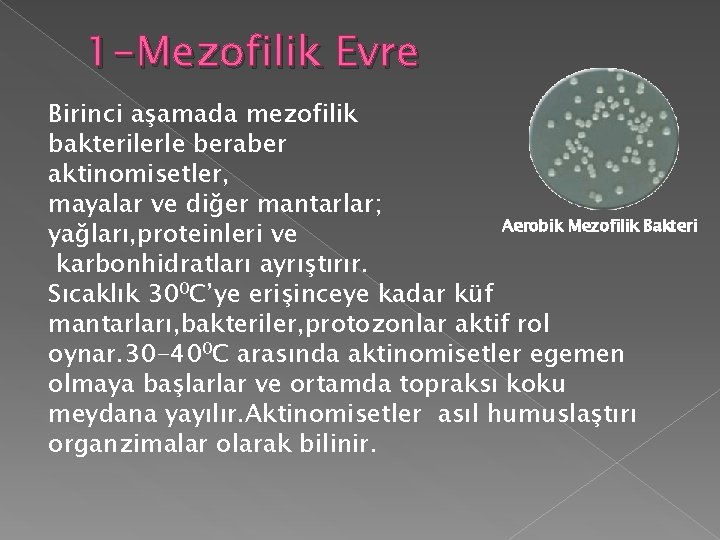 1 -Mezofilik Evre Birinci aşamada mezofilik bakterilerle beraber aktinomisetler, mayalar ve diğer mantarlar; Aerobik 1 -Mezofilik Evre Birinci aşamada mezofilik bakterilerle beraber aktinomisetler, mayalar ve diğer mantarlar; Aerobik