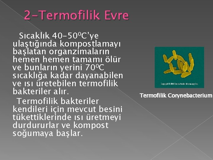 2 -Termofilik Evre Sıcaklık 40 -500 C’ye ulaştığında kompostlamayı başlatan organzimaların hemen tamamı ölür