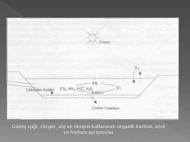 Güneş ışığı, rüzgar, alg ve oksijen kullanarak organik karbon, azot ve fosforu ayrıştırırlar Güneş ışığı, rüzgar, alg ve oksijen kullanarak organik karbon, azot ve fosforu ayrıştırırlar