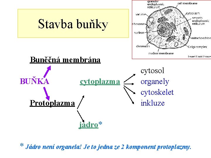 Stavba buňky Buněčná membrána cytosol BUŇKA cytoplazma organely cytoskelet Protoplazma inkluze jádro* * Jádro