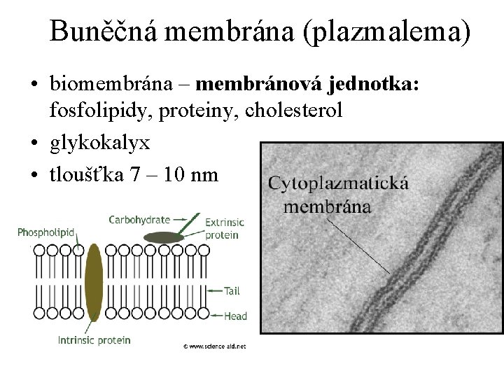 Buněčná membrána (plazmalema) • biomembrána – membránová jednotka: fosfolipidy, proteiny, cholesterol • glykokalyx •