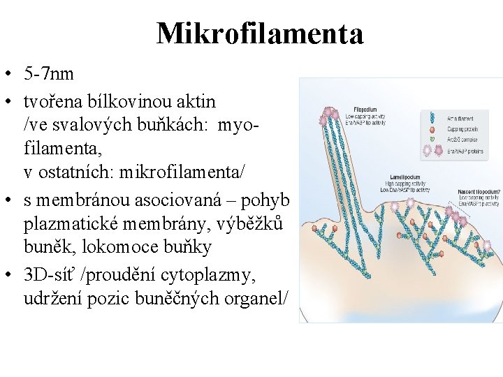 Mikrofilamenta • 5 -7 nm • tvořena bílkovinou aktin /ve svalových buňkách: myofilamenta, v