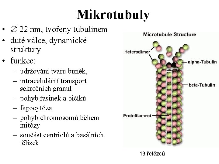 Mikrotubuly • 22 nm, tvořeny tubulinem • duté válce, dynamické struktury • funkce: –