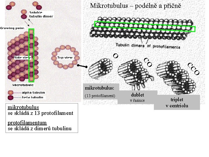 Mikrotubulus – podélně a příčně O O CC CO mikrotubulus: (13 protofilament) dublet v