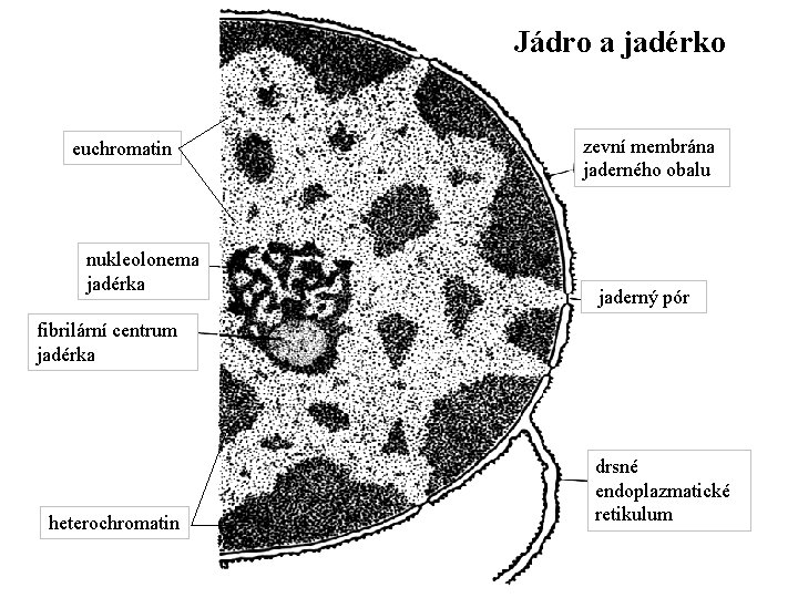 Jádro a jadérko euchromatin nukleolonema jadérka zevní membrána jaderného obalu jaderný pór fibrilární centrum