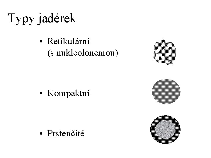 Typy jadérek • Retikulární (s nukleolonemou) • Kompaktní • Prstenčité 