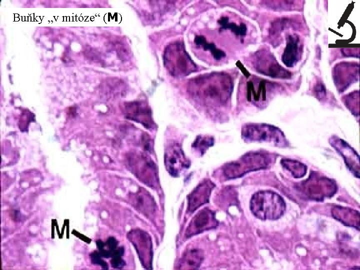 Buňky „v mitóze“ (M) 