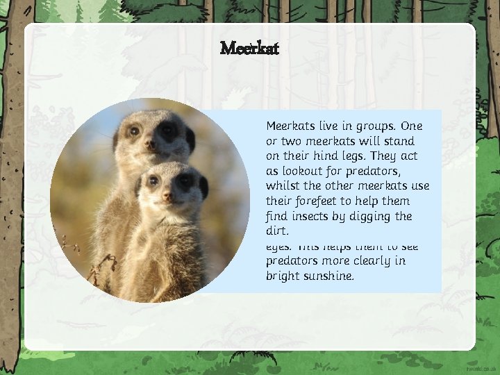 Meerkats live in groups. are adapted to One help or twosurvive meerkats will stand