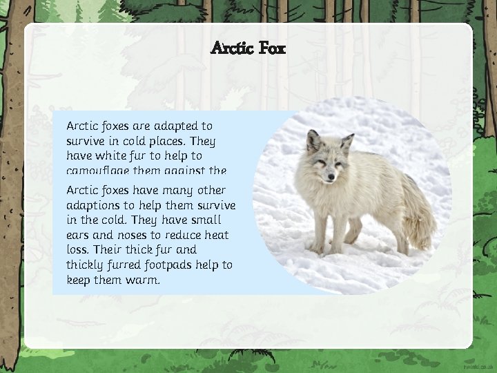 Arctic Fox Arctic foxes are adapted to survive in cold places. They have white