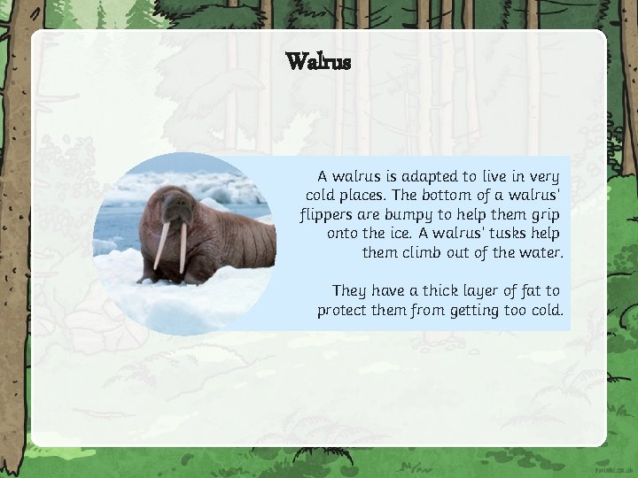 Walrus A walrus is adapted to live in very cold places. The bottom of