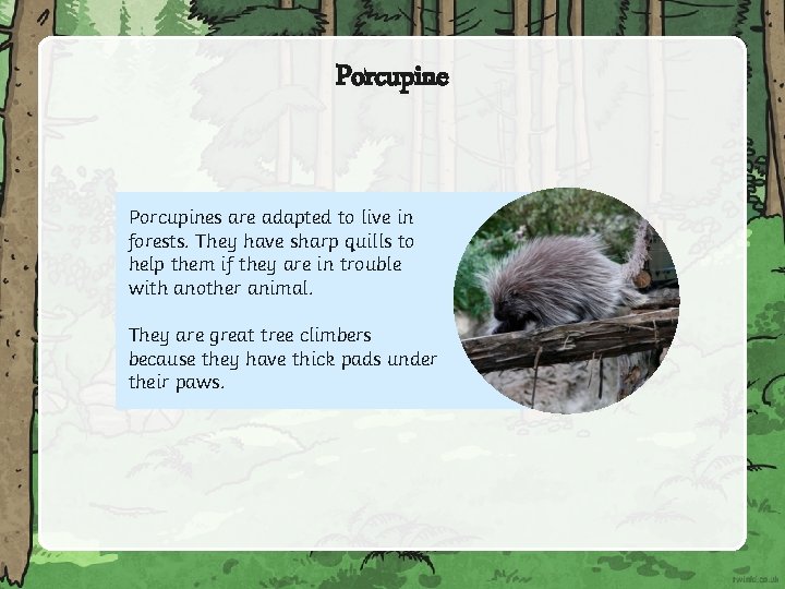Porcupines are adapted to live in forests. They have sharp quills to help them