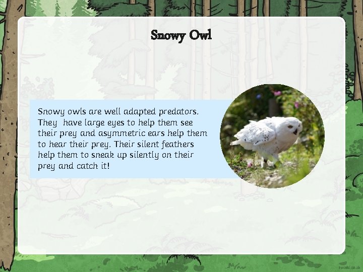 Snowy Owl Snowy owls are well adapted to live predators. in cold places. have
