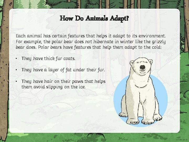 How Do Animals Adapt? Each animal has certain features that helps it adapt to