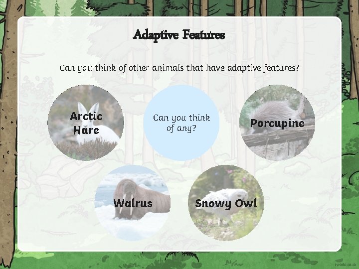 Adaptive Features Can you think of other animals that have adaptive features? Arctic Hare