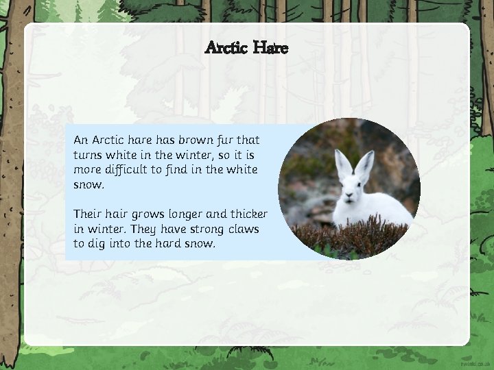 Arctic Hare An Arctic hare has brown fur that turns white in the winter,