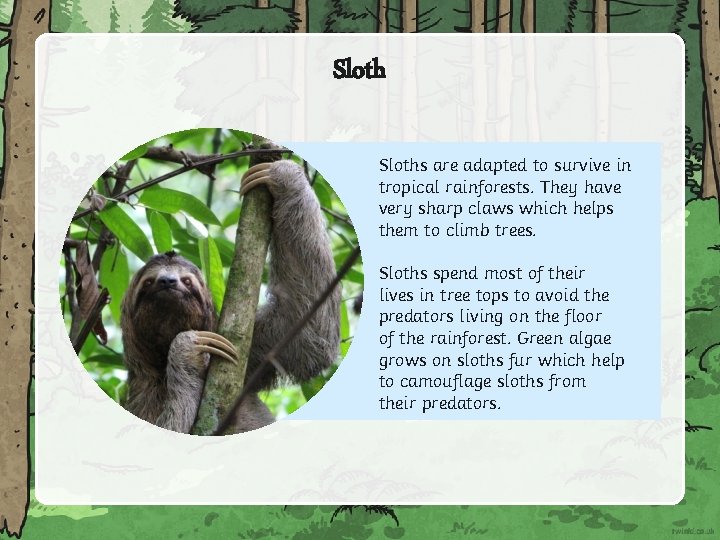 Sloths are adapted to survive in tropical rainforests. They have very sharp claws which