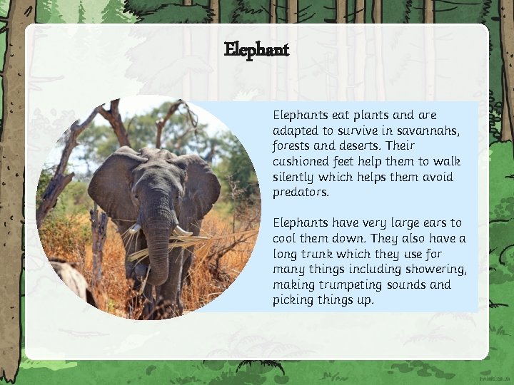 Elephants eat plants and are adapted to survive in savannahs, forests and deserts. Their