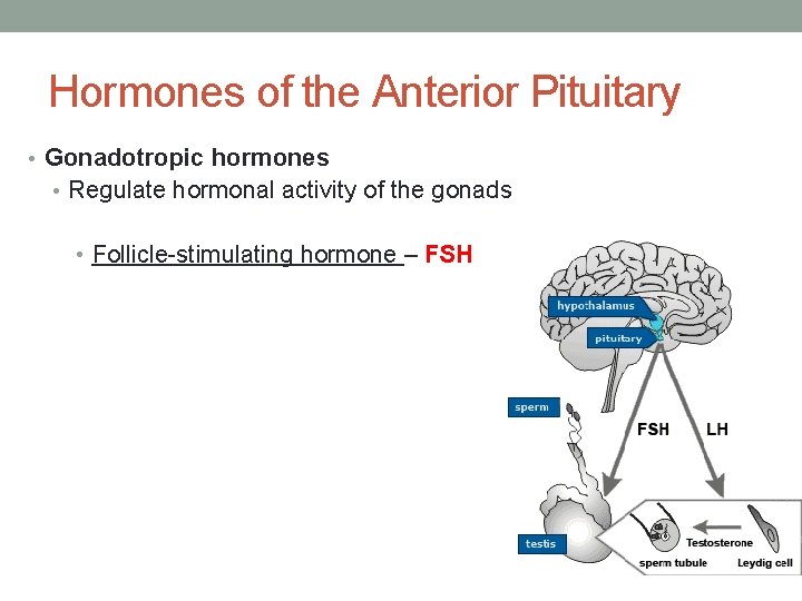 Hormones of the Anterior Pituitary • Gonadotropic hormones • Regulate hormonal activity of the