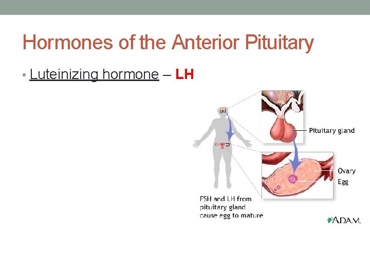 Hormones of the Anterior Pituitary • Luteinizing hormone – LH 