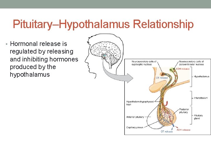 Pituitary–Hypothalamus Relationship • Hormonal release is regulated by releasing and inhibiting hormones produced by