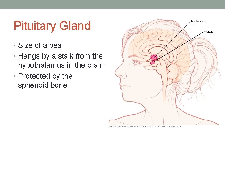 Pituitary Gland • Size of a pea • Hangs by a stalk from the