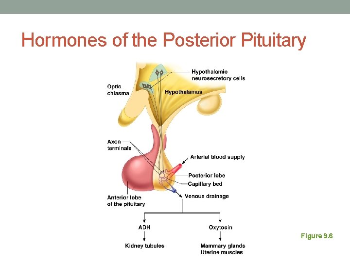 Hormones of the Posterior Pituitary Figure 9. 6 