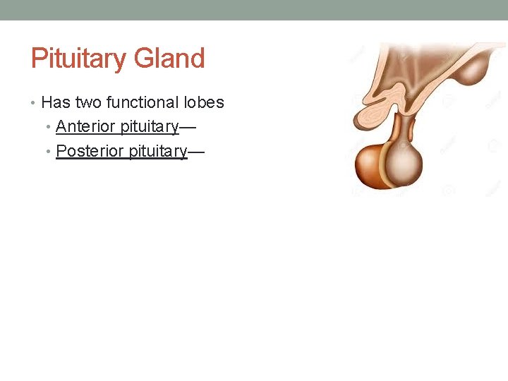 Pituitary Gland • Has two functional lobes • Anterior pituitary— • Posterior pituitary— 