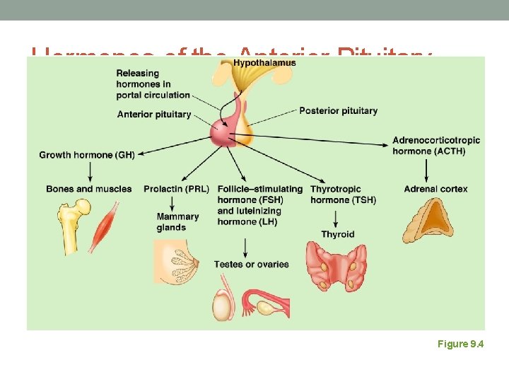 Hormones of the Anterior Pituitary Figure 9. 4 