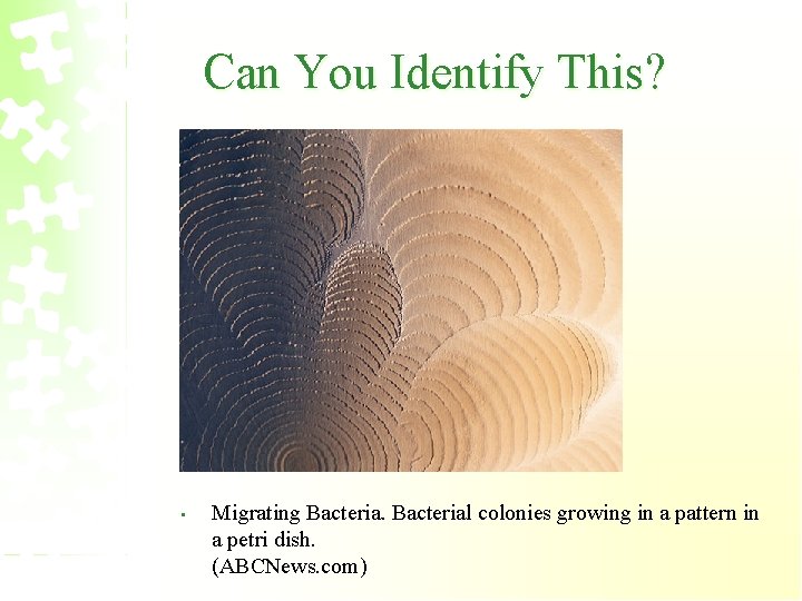 Can You Identify This? • Migrating Bacterial colonies growing in a pattern in a