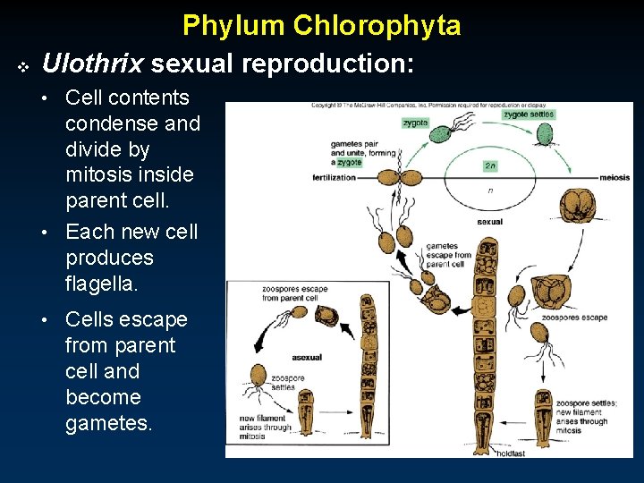 Phylum Chlorophyta v Ulothrix sexual reproduction: • Cell contents condense and divide by mitosis