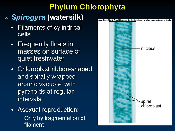 Phylum Chlorophyta v Spirogyra (watersilk) • Filaments of cylindrical cells • Frequently floats in