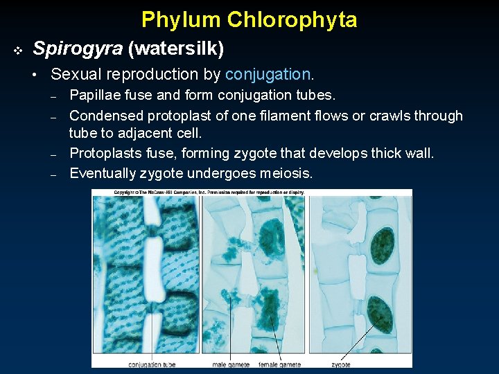 Phylum Chlorophyta v Spirogyra (watersilk) • Sexual reproduction by conjugation. – Papillae fuse and