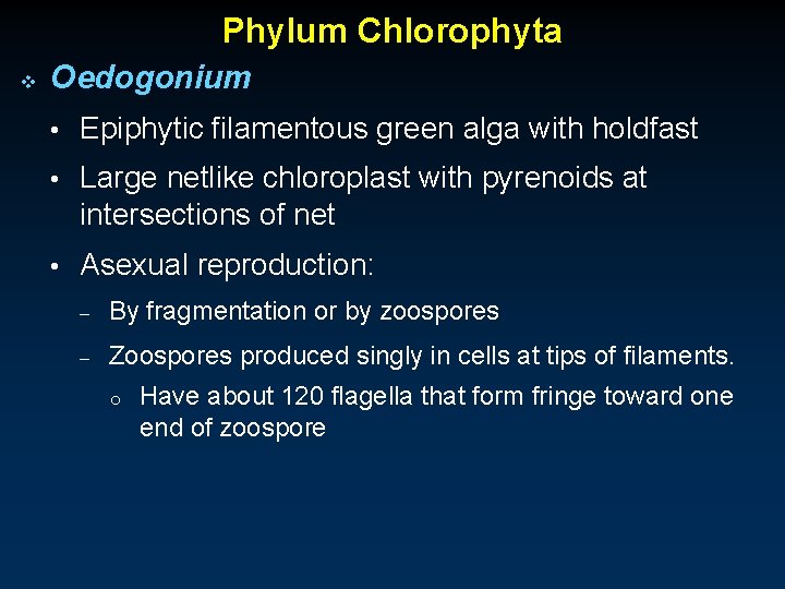 Phylum Chlorophyta v Oedogonium • Epiphytic filamentous green alga with holdfast • Large netlike