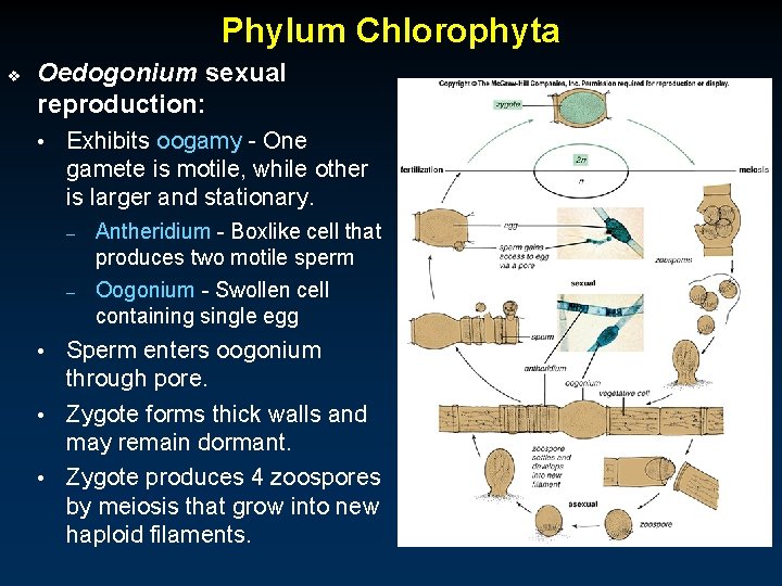 Phylum Chlorophyta v Oedogonium sexual reproduction: • Exhibits oogamy - One gamete is motile,