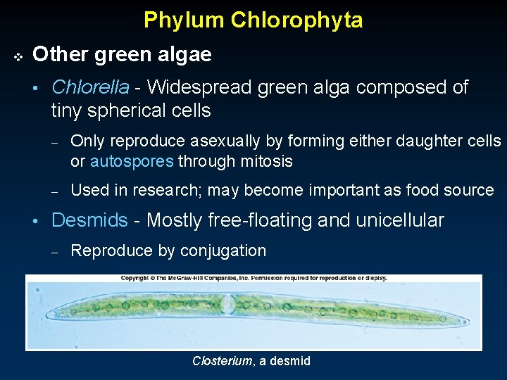 Phylum Chlorophyta v Other green algae • Chlorella - Widespread green alga composed of