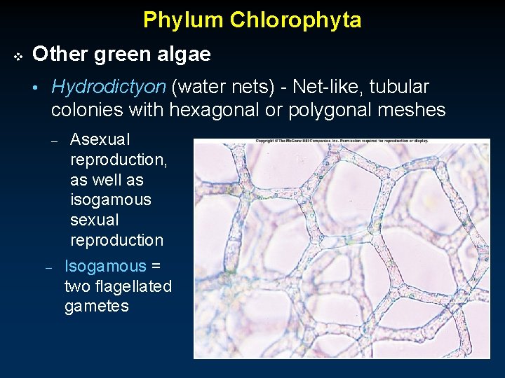 Phylum Chlorophyta v Other green algae • Hydrodictyon (water nets) - Net-like, tubular colonies